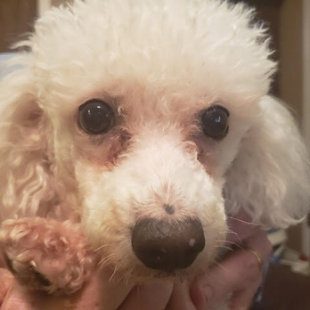 CANDY PET PALACE & MORE - Pet Groomers Near Me - Gatesville, Texas CANDY PET PALACE & MORE - Pet Groomers Near Me - Gatesville, Texas