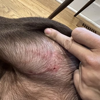 Zoomies - A hand is pointing to a small wound or skin irritation on the scalp of a person with short hair, near the hairline. - Pet Groomers Near Me - Santa Fe, New Mexico