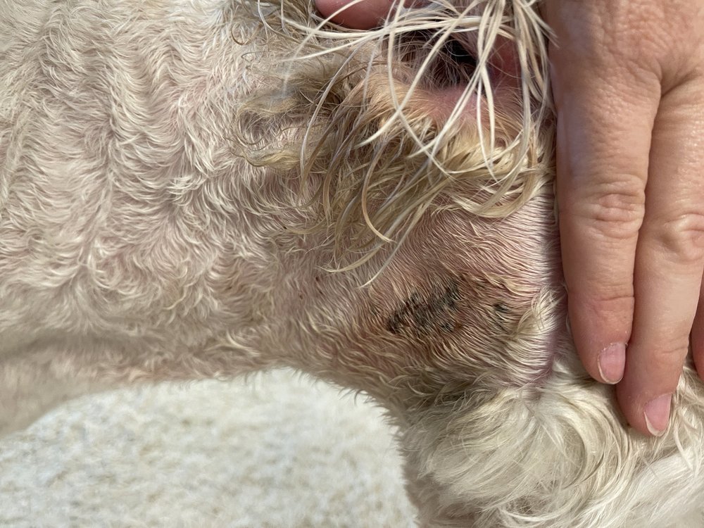 BRAVO FOR GROOMING Updated September 2024 20 Photos & 12 Reviews