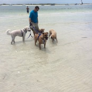 Dogtopia of Palm Harbor - Field Trip! - Pet Sitting Near Me - Palm Harbor, Florida Dogtopia of Palm Harbor - Field Trip! - Pet Sitting Near Me - Palm Harbor, Florida