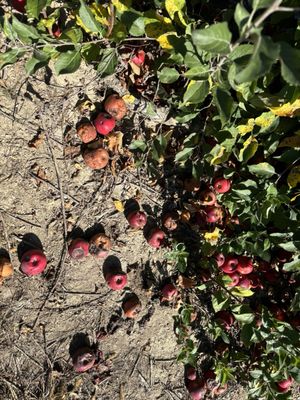 Terhune Orchards by null