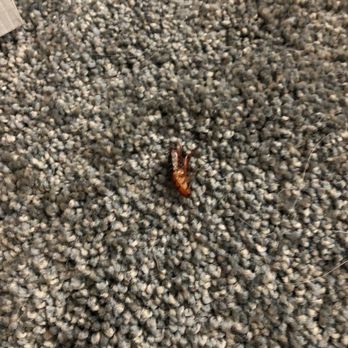 Moxie Pest Control - Phoenix - Pest Control Near Me - Phoenix, Arizona Moxie Pest Control - Phoenix - Pest Control Near Me - Phoenix, Arizona
