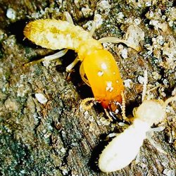 Royal Palm Pest Control
