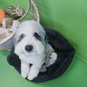 C U Pet Grooming - This was my pup at CU Grooming - Pet Groomers Near Me - Anaheim, California C U Pet Grooming - This was my pup at CU Grooming - Pet Groomers Near Me - Anaheim, California
