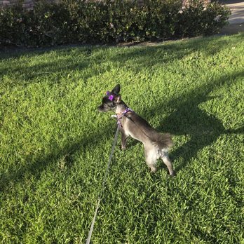 An Ideal Dog Wash - Pet Groomers Near Me - Anaheim, California