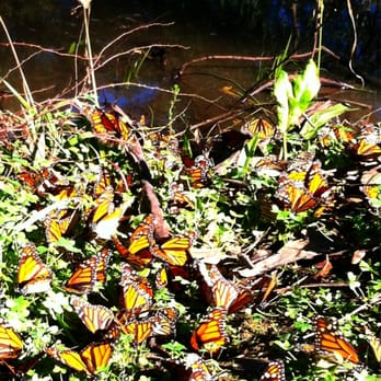 Coronado Butterfly Preserve - Parks Near Me - Goleta, California Coronado Butterfly Preserve - Parks Near Me - Goleta, California