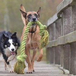Family Pet Center Helps Prepare for Fall with Pet Care Tips