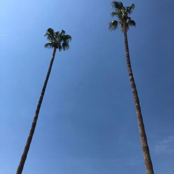 Gomez Landscape & Tree Care - Mexican fan palm trees after trimming. - Tree Services Near Me - Simi Valley, California