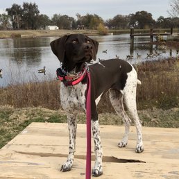 Ava striking a pose while practicing her off-leash recall. Ava striking a pose while practicing her off-leash recall.