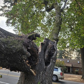 Rich's Tree Service - Tree Services Near Me - Fairview, Oregon