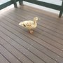 Photo of Mannum Caravan Park