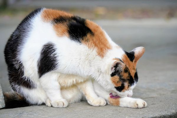 Daan Forest Park by null