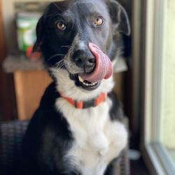 My Dog Rehab