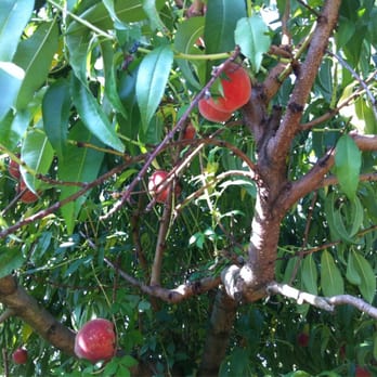 Hollin Farms - August 25 - peaches - Fruits & Veggies Near Me - Delaplane, Virginia