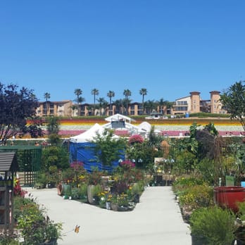 Armstrong Garden Centers - Free view of the flower fields. - Nurseries & Gardening Near Me - Carlsbad, California Armstrong Garden Centers - Free view of the flower fields. - Nurseries & Gardening Near Me - Carlsbad, California