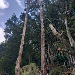 MonkeyMan Tree Care - different angle there was five ohm we're down we're down to one right now