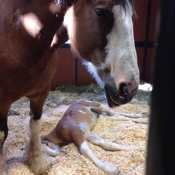 Warm Springs Ranch - Mama and foal - Tours Near Me - Boonville, Missouri Warm Springs Ranch - Mama and foal - Tours Near Me - Boonville, Missouri