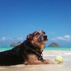 Doggie Paddles Pet Sitting