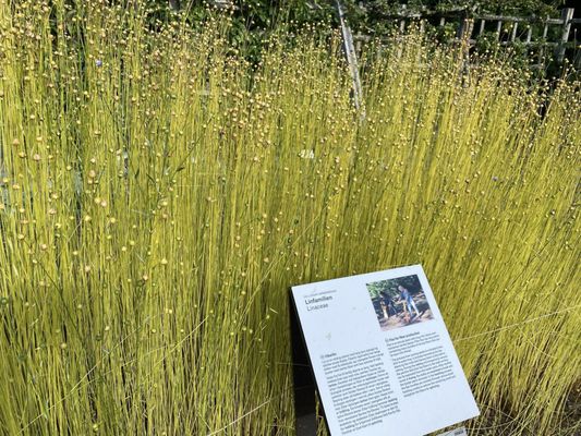 The Botanical Garden by null