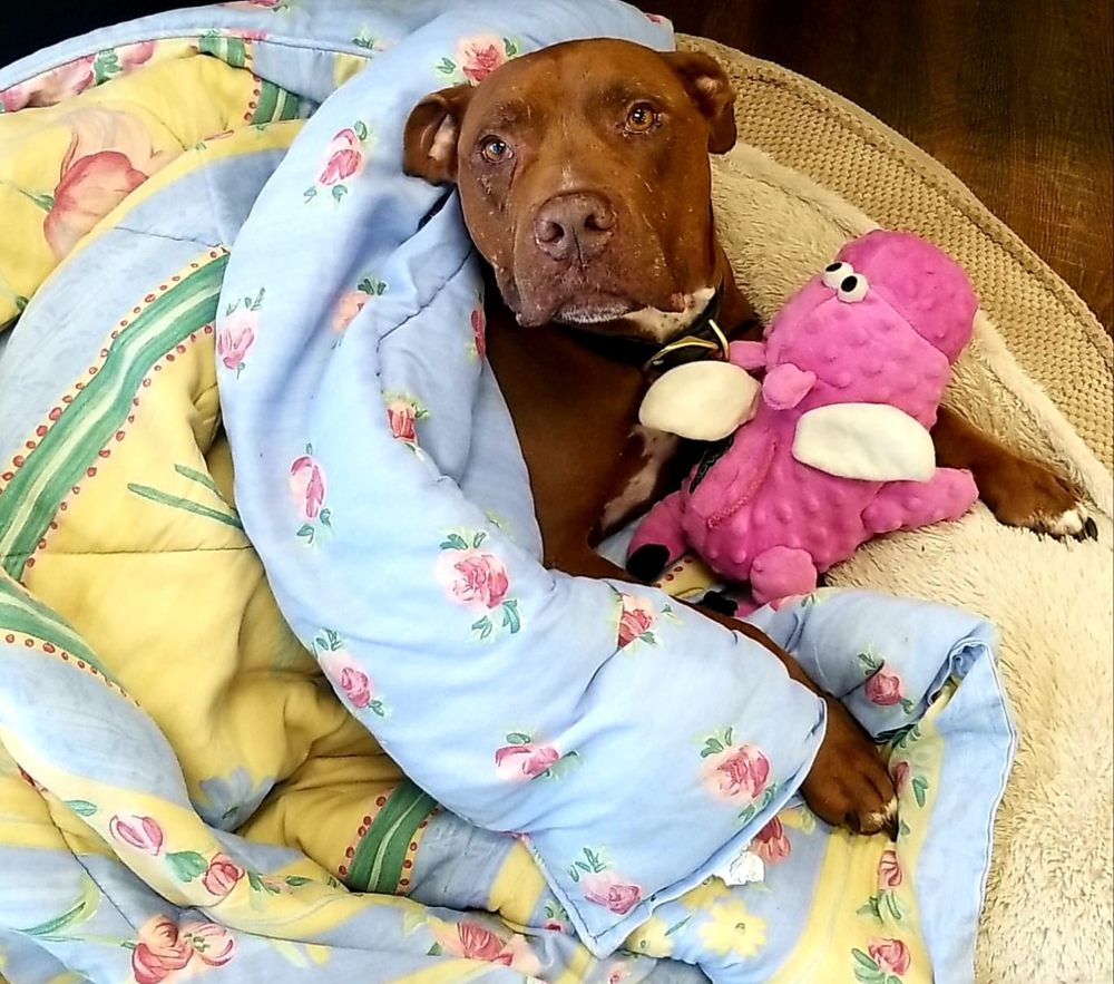 Sixth Street Veterinary Hospital Image