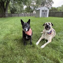 Yankee Doodle Dog Spa - Nelson and Annie