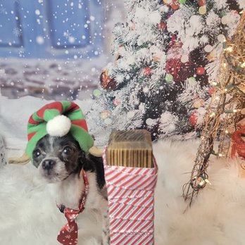 Olive My Grooming To You - Pet Groomers Near Me - Seattle, Washington Olive My Grooming To You - Pet Groomers Near Me - Seattle, Washington