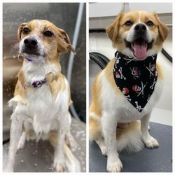 Lavish Lather Mobile Grooming - during and after