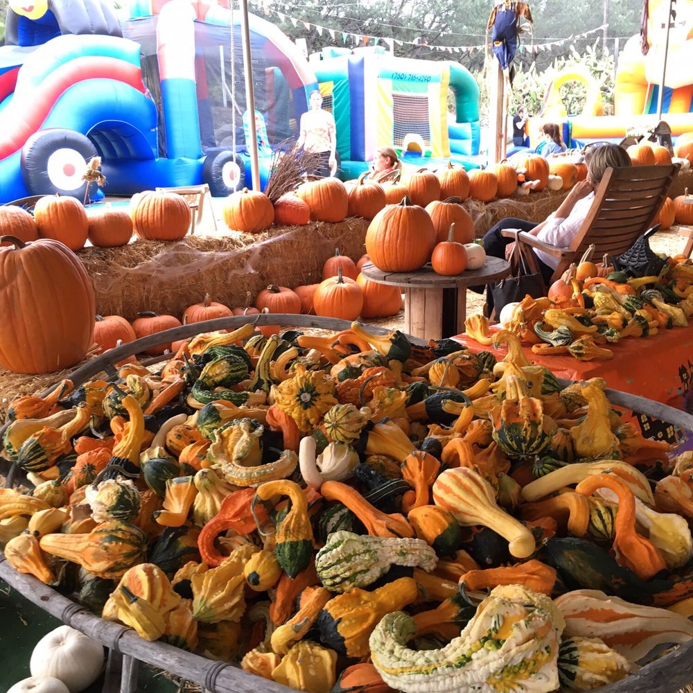 Pumpkin galore Pumpkin galore