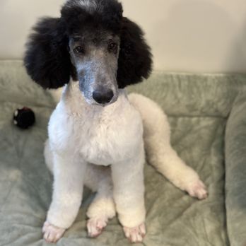 J-Dog Grooming - Pet Groomers Near Me - Woodbridge, Virginia