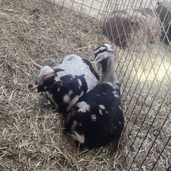 Hancock Shaker Village - Goats - Museums Near Me - Pittsfield, Massachusetts