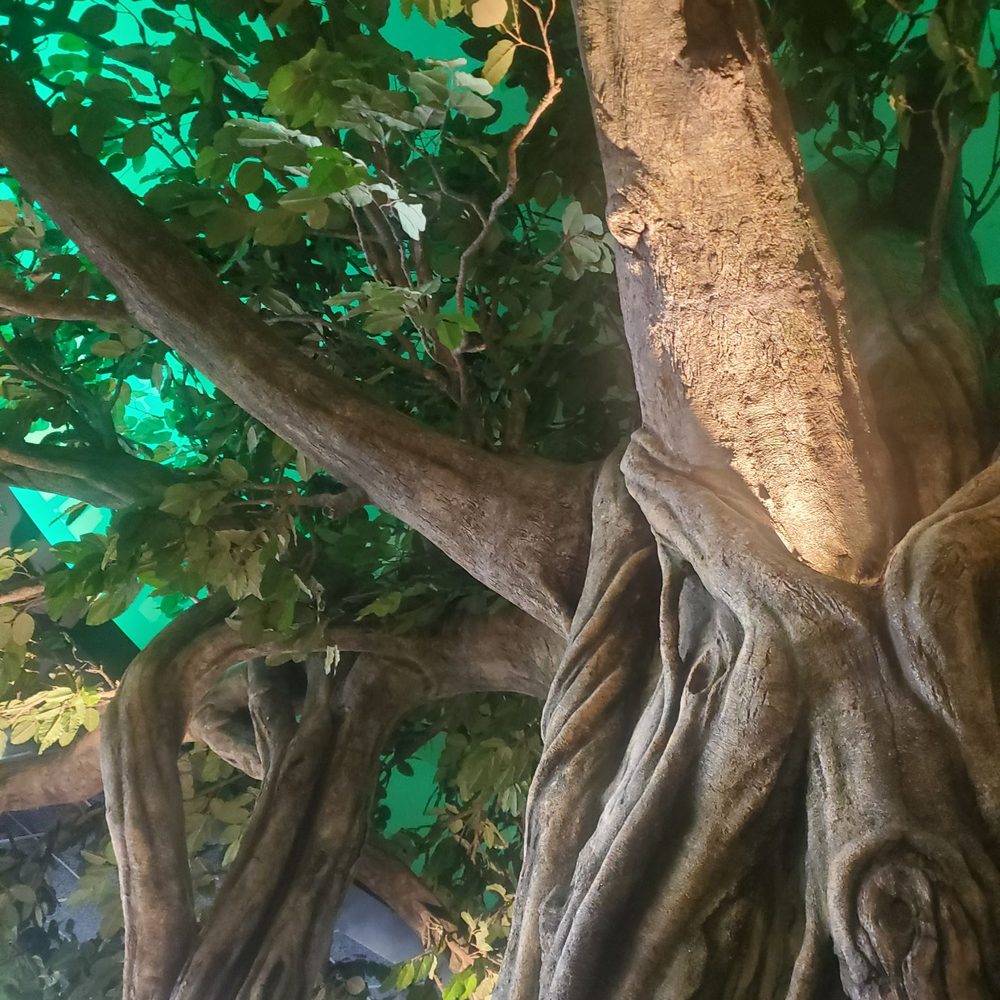 Cerritos Library - Tree - Libraries Near Me - Cerritos, California