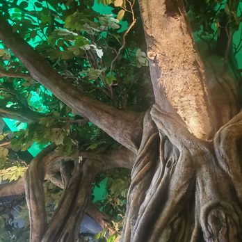 Cerritos Library - Tree - Libraries Near Me - Cerritos, California