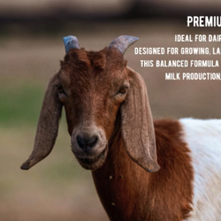 Feed Co - We carry Barnyard - premium food for Goats