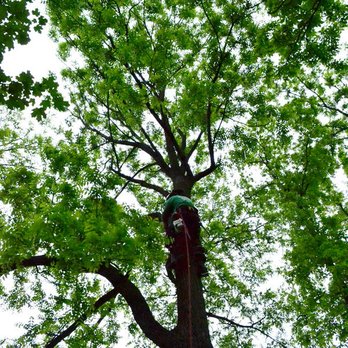 Allen Benjamin Tree Care - Tree Services Near Me - Bridgeport, Michigan Allen Benjamin Tree Care - Tree Services Near Me - Bridgeport, Michigan