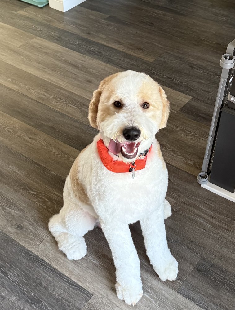 Toni Loves Mobile Grooming Image