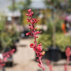 Belmont Nursery