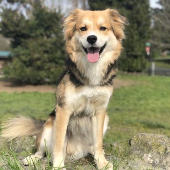 BOOP Seattle - Dog Walkers Near Me BOOP Seattle - Dog Walkers Near Me