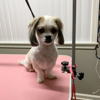 Breannas Pawsitive Touch - Pet Groomers Near Me - Fort Campbell, Kentucky