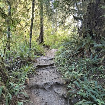 Olympic National Park - Quinault Rain Forest - Parks Near Me - Port Angeles, Washington