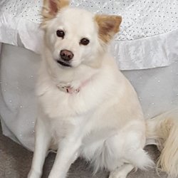 Copyland - Willow is our customer rep. She loves her daytime job.