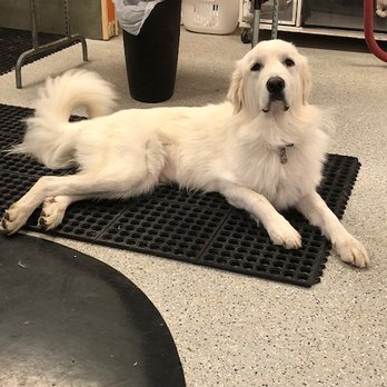 Pets of Perfection - Pet Stores Near Me - Midlothian, Texas Pets of Perfection - Pet Stores Near Me - Midlothian, Texas