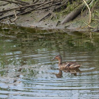 Skagit Wildlife Area - A ripple making duck. - Parks Near Me - Mount Vernon, Washington Skagit Wildlife Area - A ripple making duck. - Parks Near Me - Mount Vernon, Washington