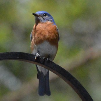 Outdoor Bird Supplies - Outdoor Bird Supplies - Eastern Male Bluebird - Bird Shops Near Me - Suwanee, Georgia Outdoor Bird Supplies - Outdoor Bird Supplies - Eastern Male Bluebird - Bird Shops Near Me - Suwanee, Georgia