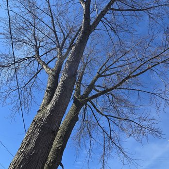Jose's Tree Service - Before trim - Tree Services Near Me