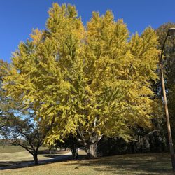 Dorothea Dix Park - Beautiful fall day