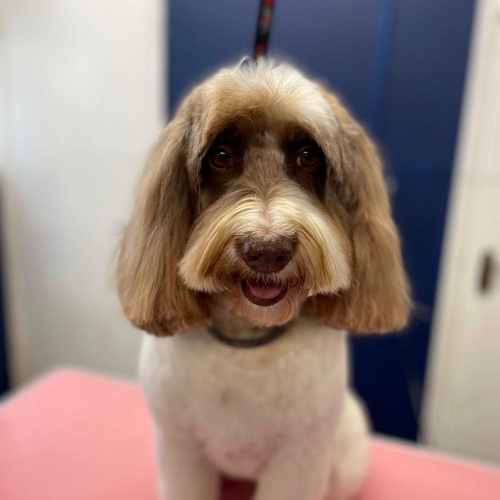 Top 10 Best Pets near Emsworth, Hampshire, United Kingdom - November 2023 -  Yelp