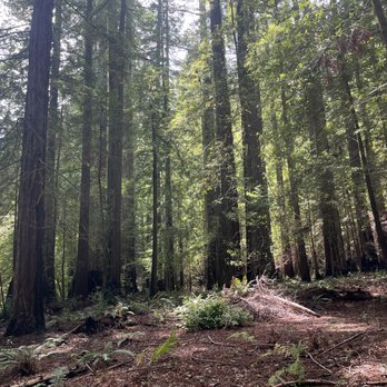 LandPaths Grove of Old Trees - Parks Near Me - Occidental, California