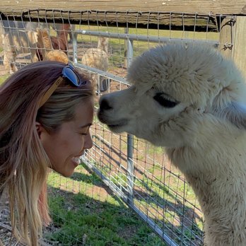 Alpacas at Lone Ranch - Josephine loves giving kisses! - Pets Near Me Alpacas at Lone Ranch - Josephine loves giving kisses! - Pets Near Me