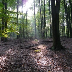 Emmericher Wald