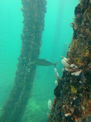 Busselton Jetty by null